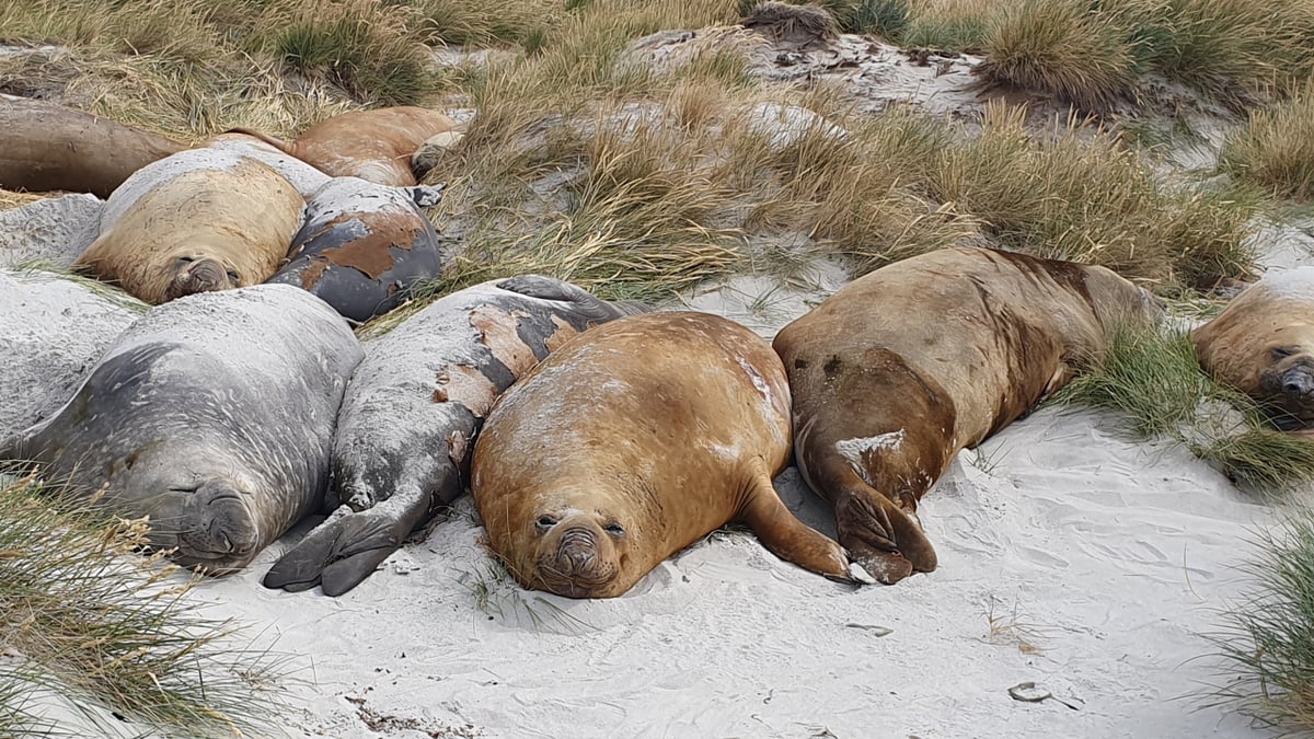 Seals on the Falkland Islands