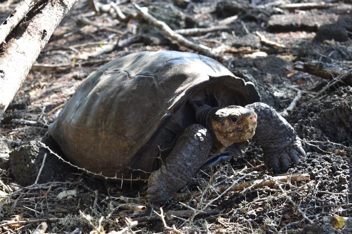 The Galapogos ‘Fantastic Giant Tortoise’ crawls across the forest floor
