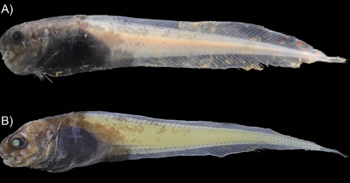The newly discovered snailfish 
