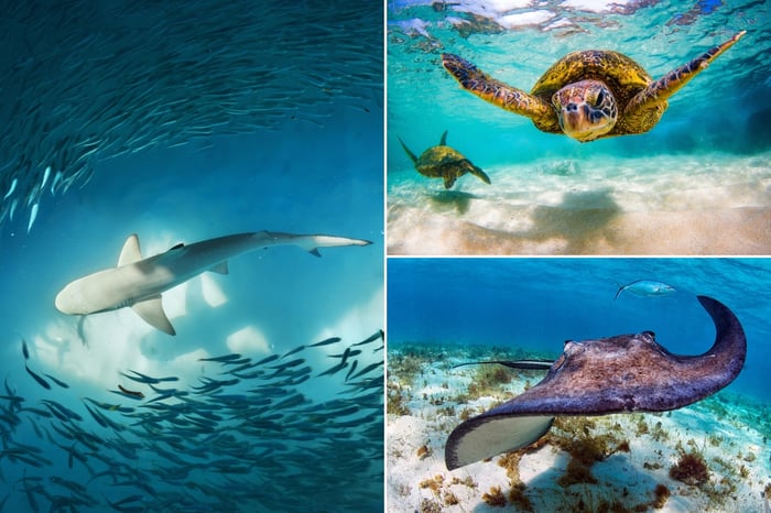 Collage of sharks, turtles and rays